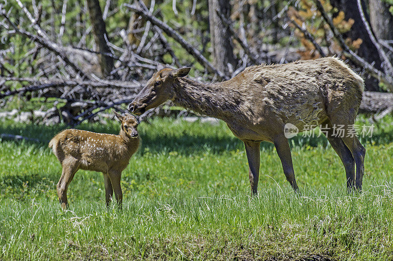 麋鹿(Cervus canadensis)是麋鹿科或鹿科最大的物种之一。黄石国家公园，怀俄明州。麋鹿妈妈和小鹿宝宝。